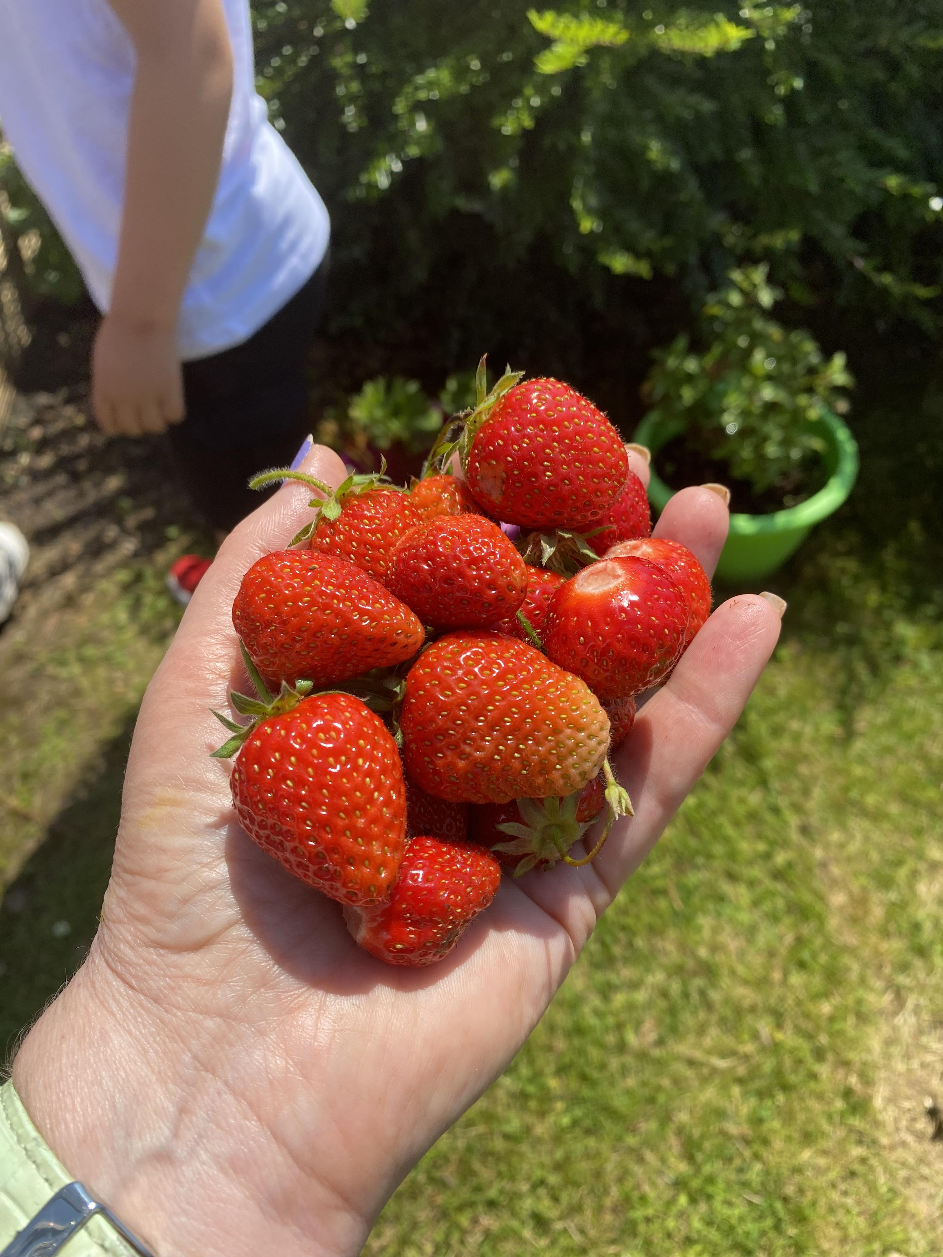 We shared the second crop with Mrs Heaven's class 